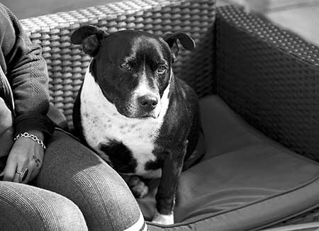 Foundation House Dog Foundation House Dog